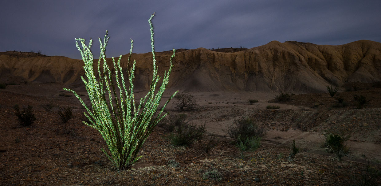 Ocotillo by Scott Martin