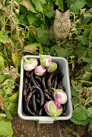 The Farm © 2011 Lauren Levi