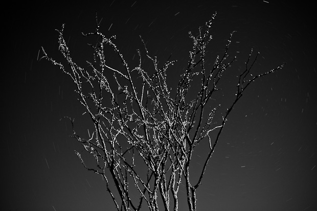 Ocotillo by Scott Martin